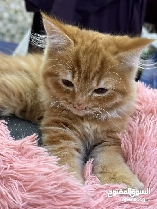 Persian cat male few  months old eats  dry and wet food  name cookie