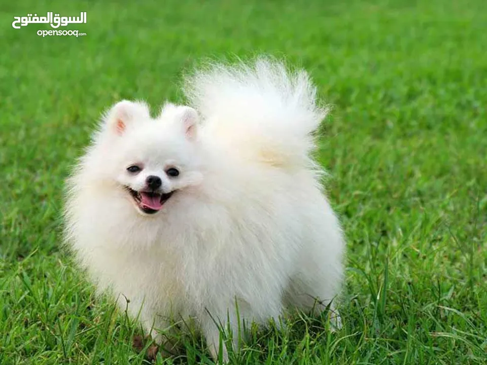 مطلوب كلب بومريان