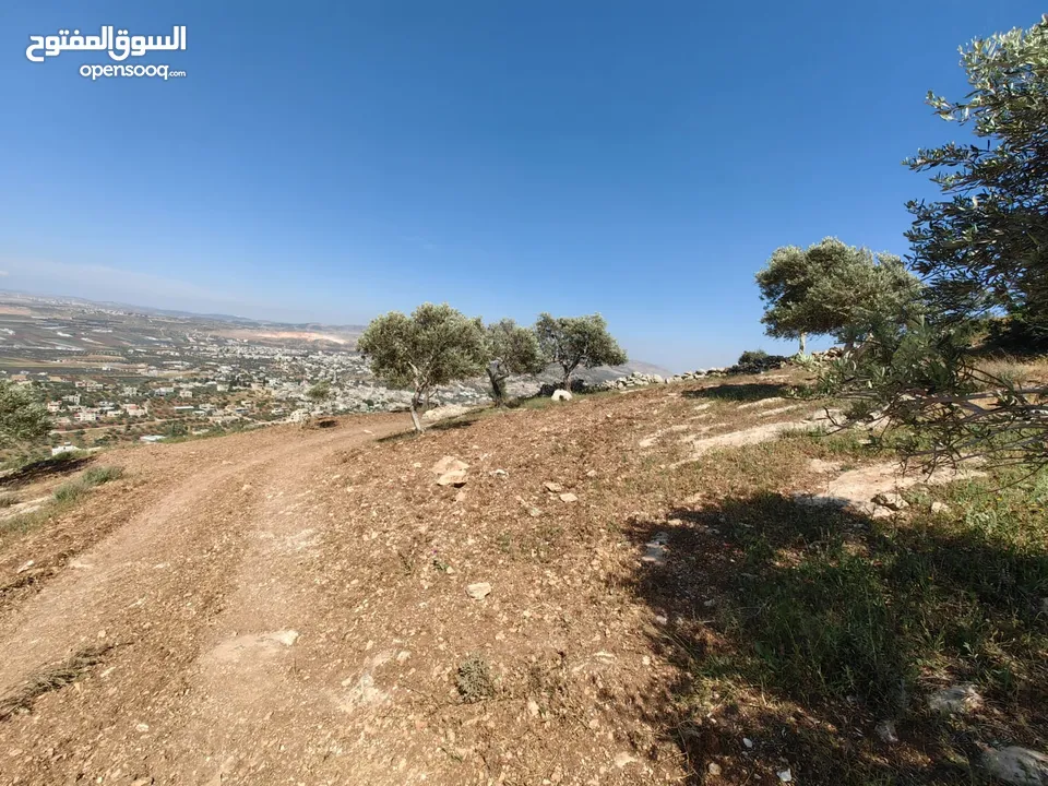 قطعة ارض 19 دنم زيتون كوشان واحد سعر ببلاش