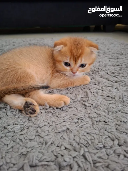 pure bred Scottish fold kittens 4 available for sale