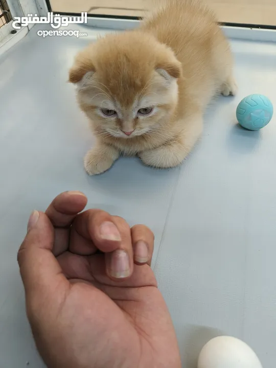 Pure Scottish fold in orange, different cat breeds