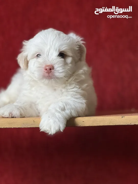 Havanese puppy