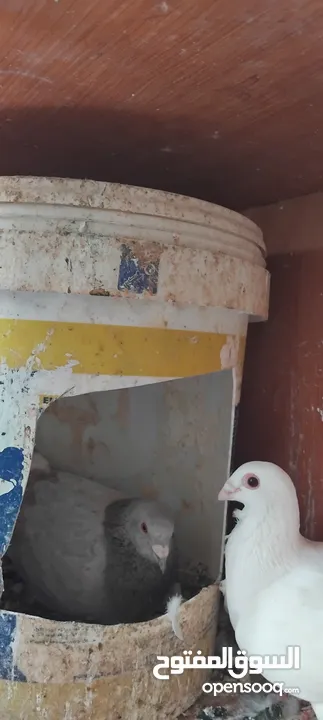 حمام مشكل عند صورهن
