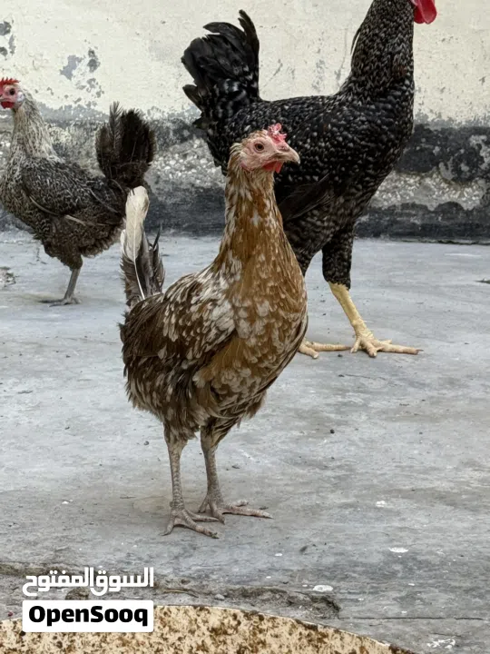 دجاج وديوك للبيع