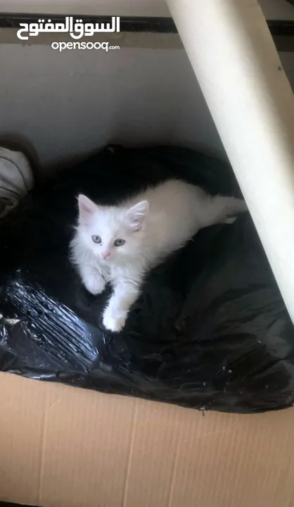 ذكر وانثى و5 قطط صغار