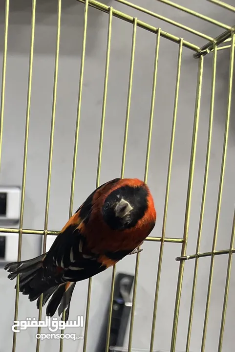 ريد سسكن ذكر للبيع red Siskin