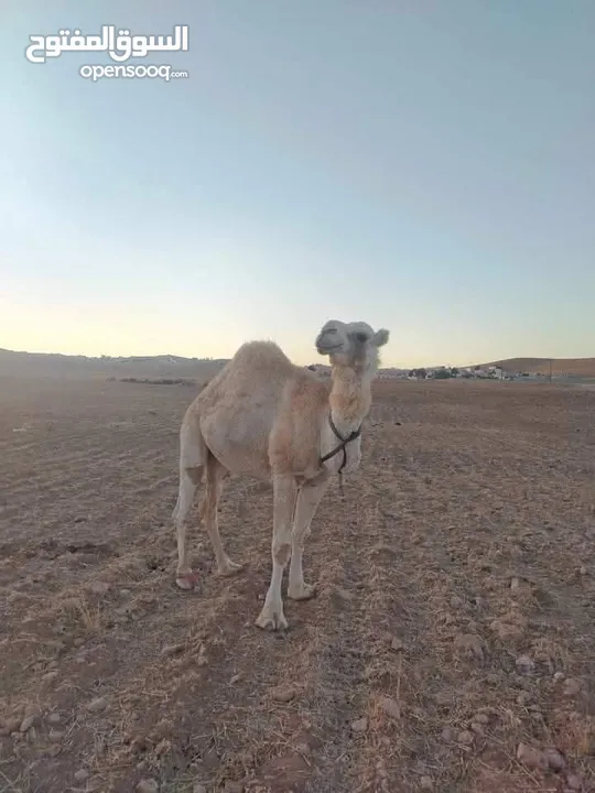 ناقه ضحيه طيبه ام ثاني