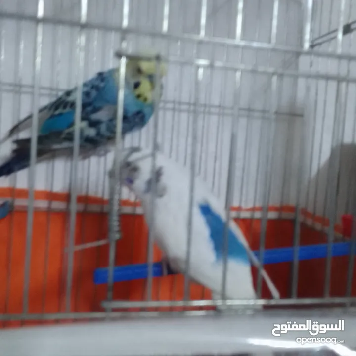 التواصل عبر واتس اب ببغاء كوكتيل  حجم كبير وعصافير حب مفتل و البينو وعادي عادي احجام كبيره