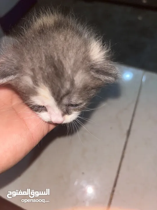 جميل العبادي
