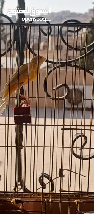 كنار بندوق قيفز للبيع او للبدل
