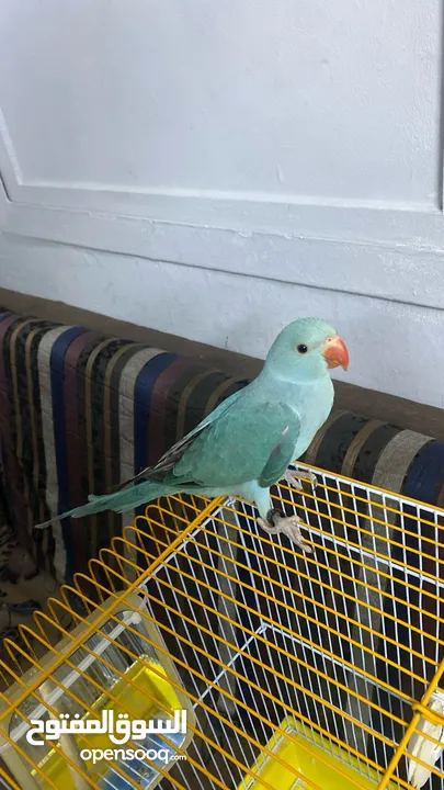 ببغاء دره هولندي اليف