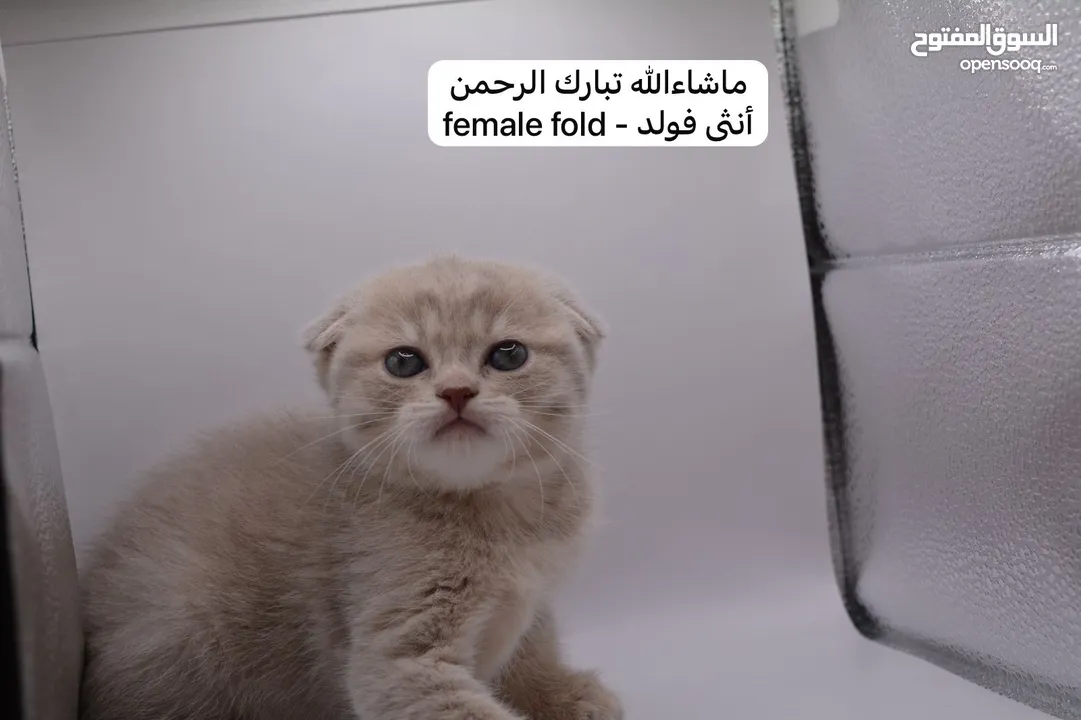 سكوتش كيتن فولد وستريت الوان مميزه ليلك ومشمشي وغيرها 15 كيتن
