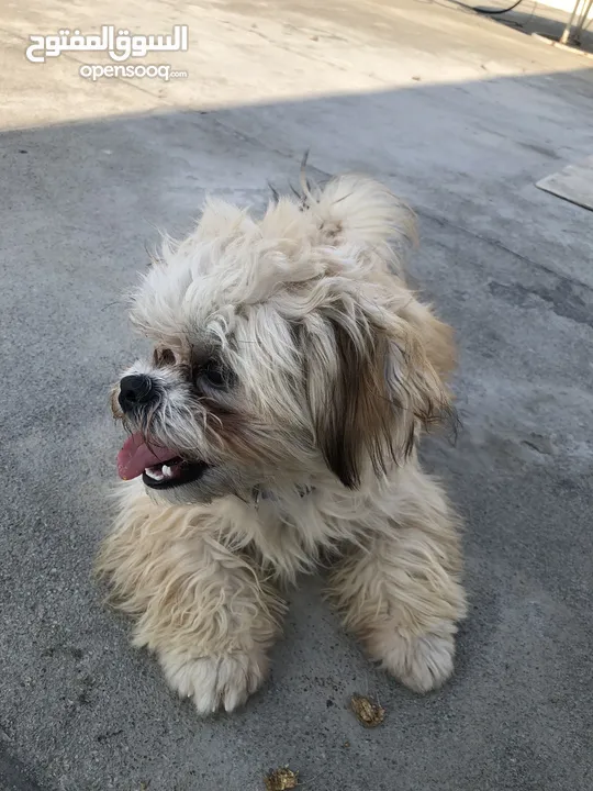 For Sale Mini Shih Tzu