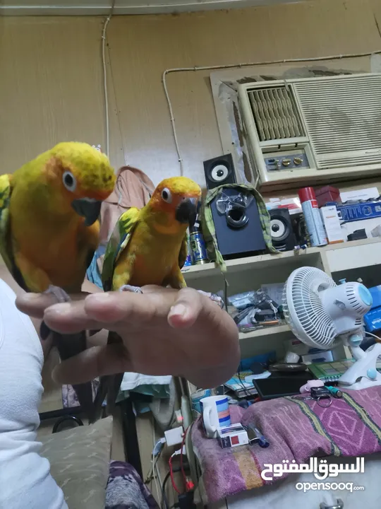 pets Birds