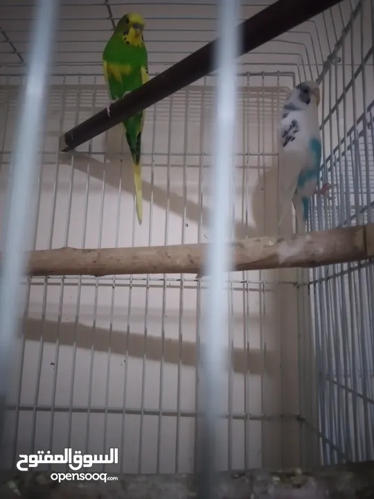 bajergar  Parrot