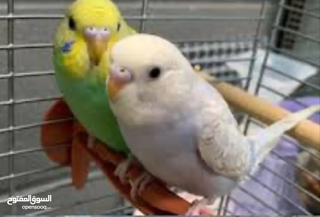 Love bird pair with baby