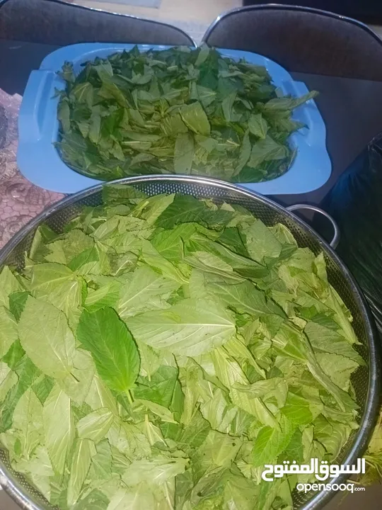 ملوخيه وورق عنب وفول وفاصوليا وسبانخ وخضار فروزن