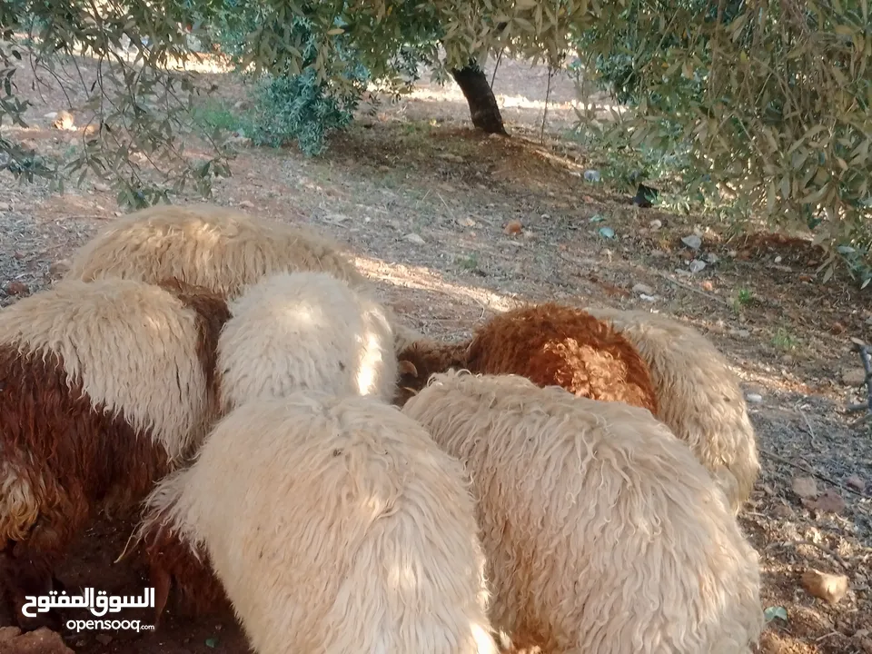 ثلاث خرفان اعمار حول سبع شهور