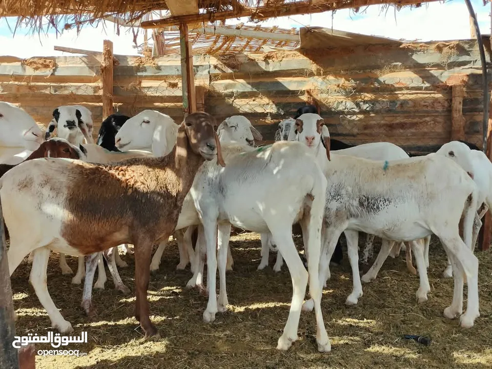 نعيميات وسودانيات اسعار ممتازة جدا بمناسبة الشهر الكريم