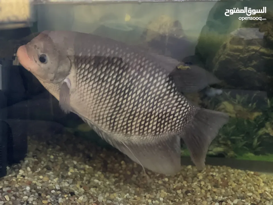 Big size Gourami Fish