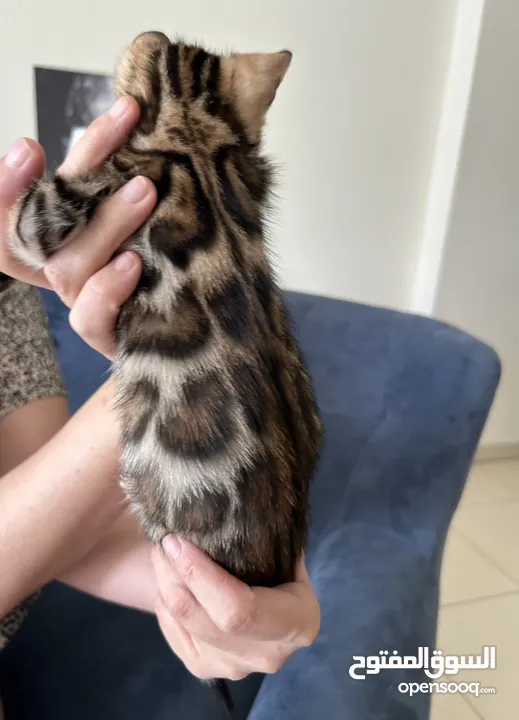 Pure Bengal kitten, Chanel
