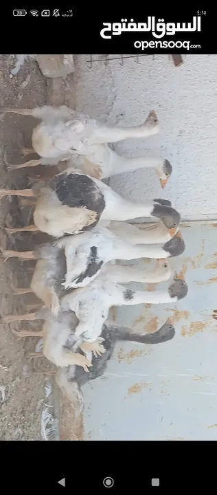 فراخ وز للبيع