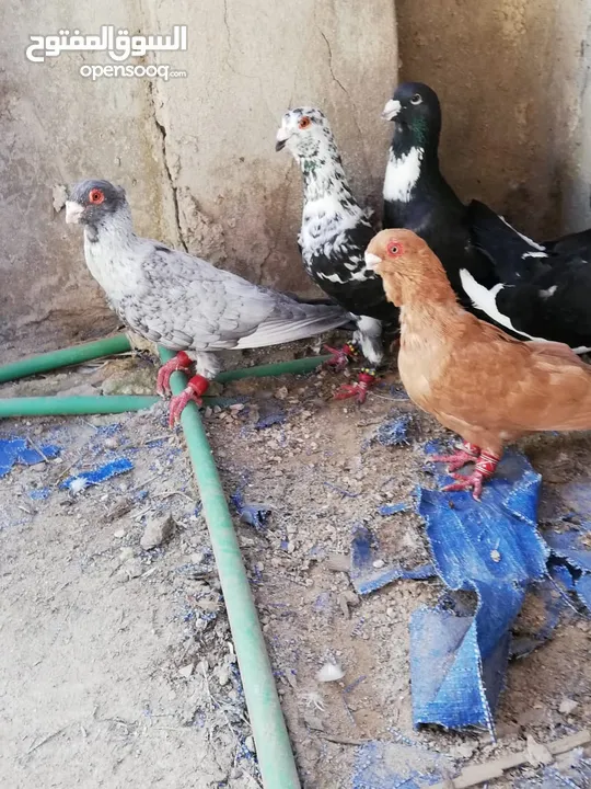 خمس حبات بالصلاة عالنبي بسعرر حررق