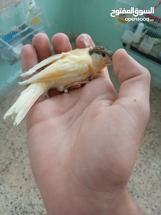 اقرى الوصف