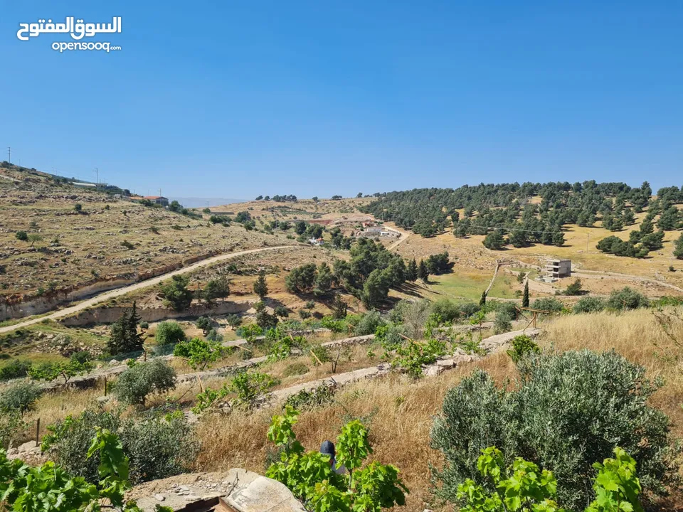 مزرعة في جرش للبيع من المالك مباشرة