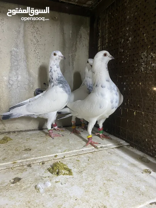 موجود 15 جوز حمام