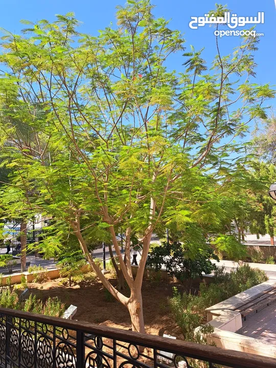 شقه بالعقبة .. فندق الجابر