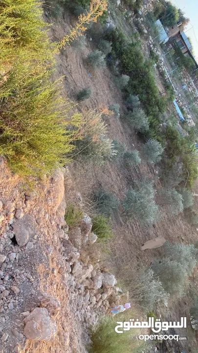 ارض في قربه النبي الياس