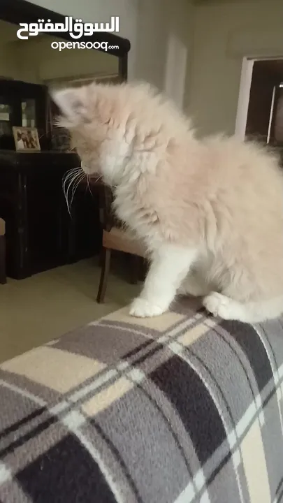 قط ذكر شنشيلا مميز عمره 65 يوم