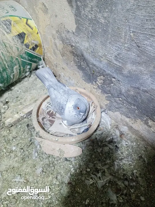 حمام زق شي فاخر من الاخر جواز كل جوز بسعره وفي فراخ  جواز مكفوله