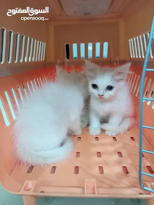 بيع قطط شيرازي صغيرة عيون زرقاء جميع الوان