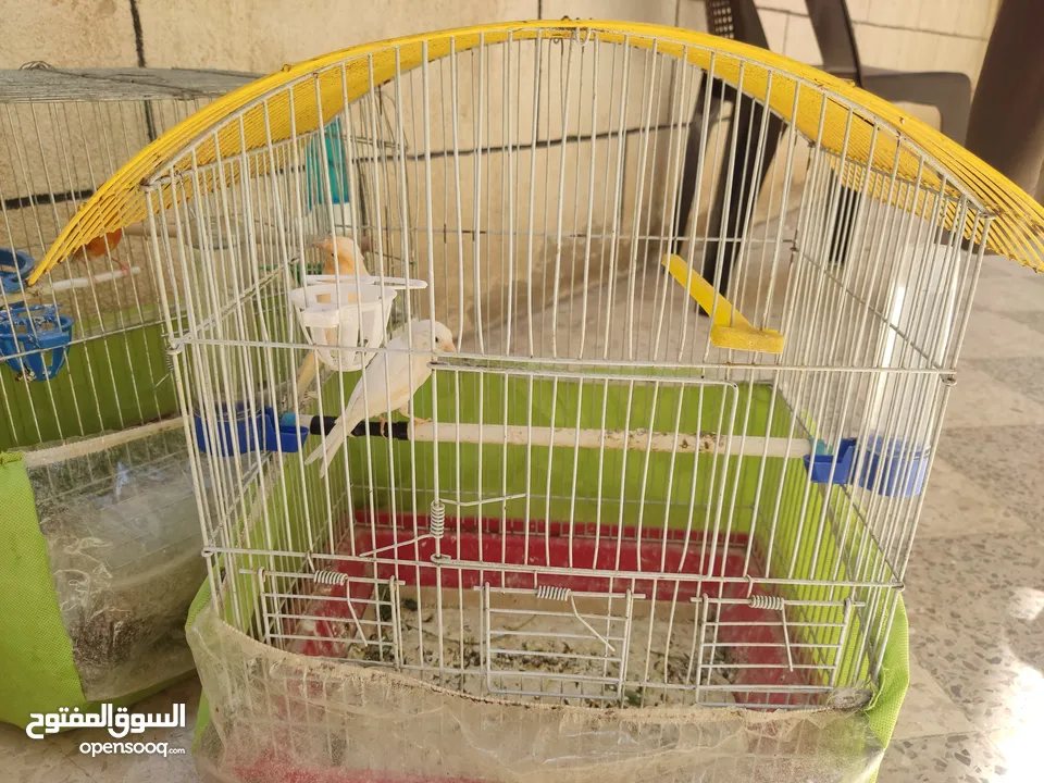 عصافير كناري للبيع