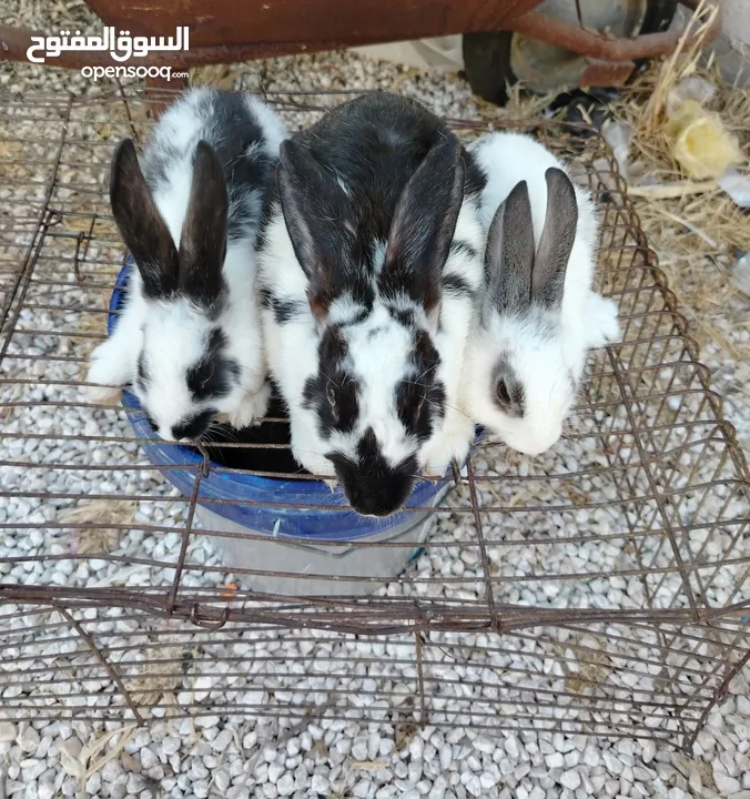 ارانب للبيع