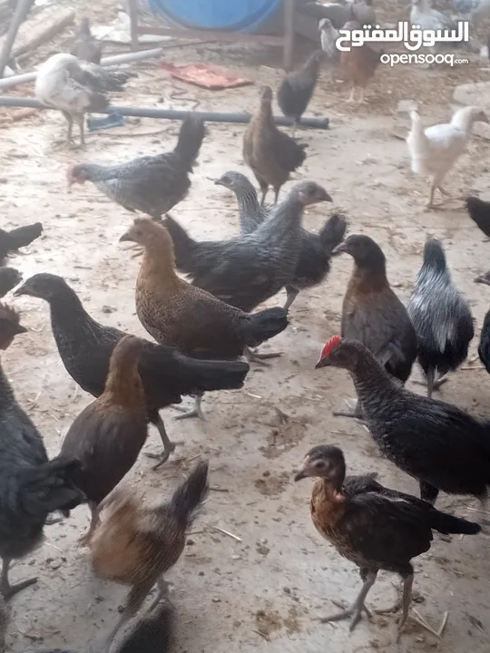 فراخ بلدي عمر شهرين ونص مطعمات جميع التطعيمات اي بي ولقاح ونيونكسل