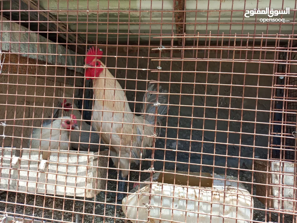 فقصات بحال الوكالة للبيع بيتو 2  وفقصتين  EGG 2