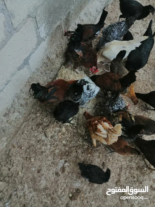 خمس ديوك للبيع