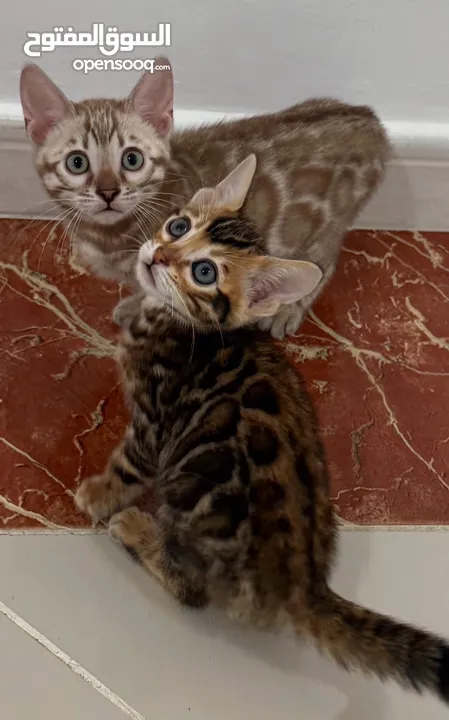 Pure Bengal Kittens