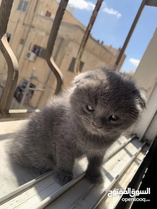 سكوتش فولد