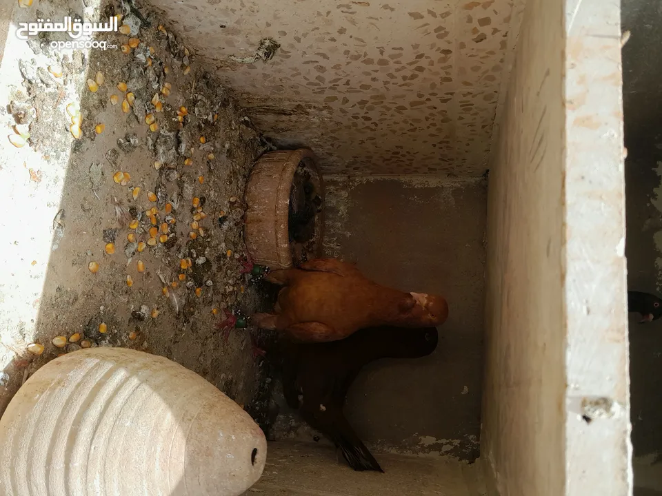 طيور حمام للبيع