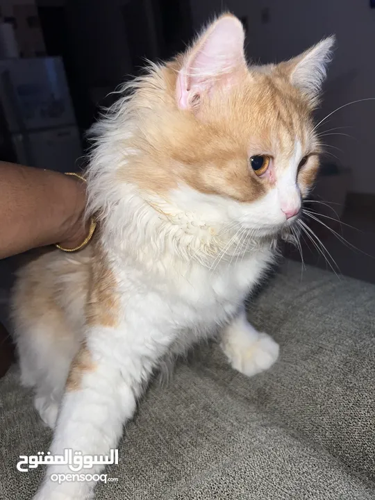 British Longhair Cat 100% Free Adoption