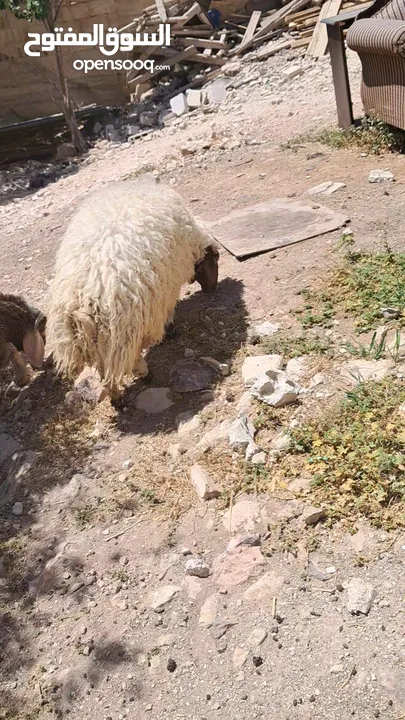 عبور بلدي اسنان اللبن عمرها 8اشهر وشوي الوزن قائم تقريبا بين 45 لا 55 كيلو صحتها بأفضل الله تمام