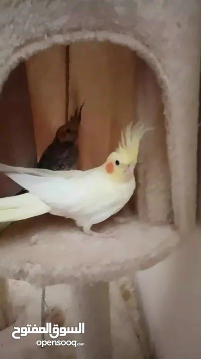 ببغاء كوكتيل اليف