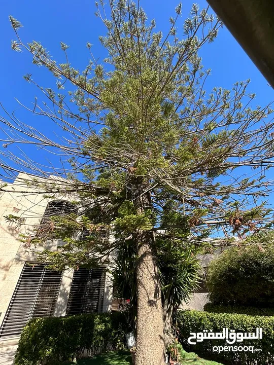 فيلا بموقع حيوي ومميز بالصويفية - الرقم المرجعي 13992