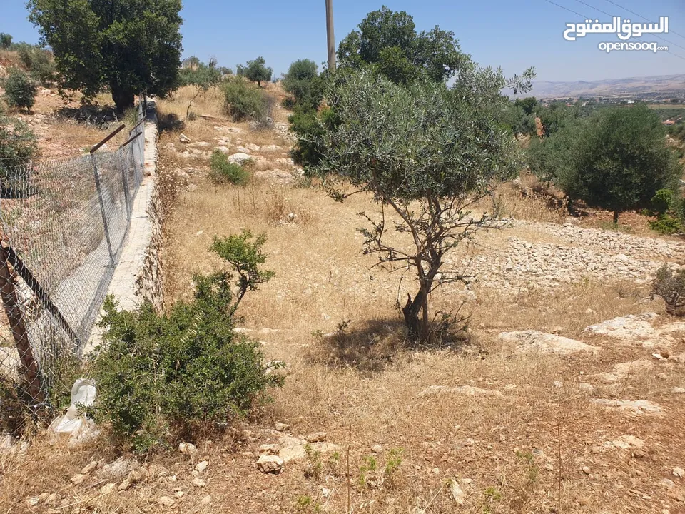 ارض 6 دونمات مزروعة زيتون في الصبيحي سعر مغري 100000 قرب التنظيم