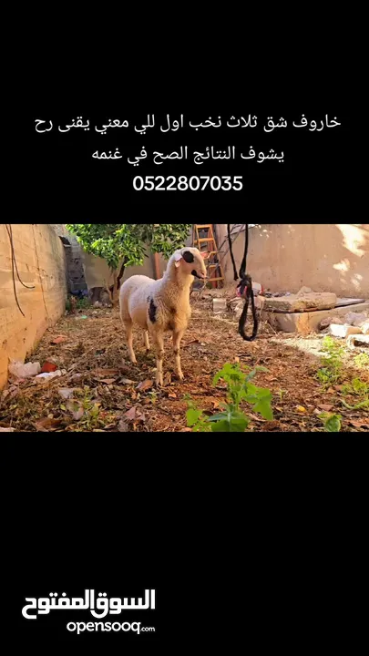 خروف نخب النخب
