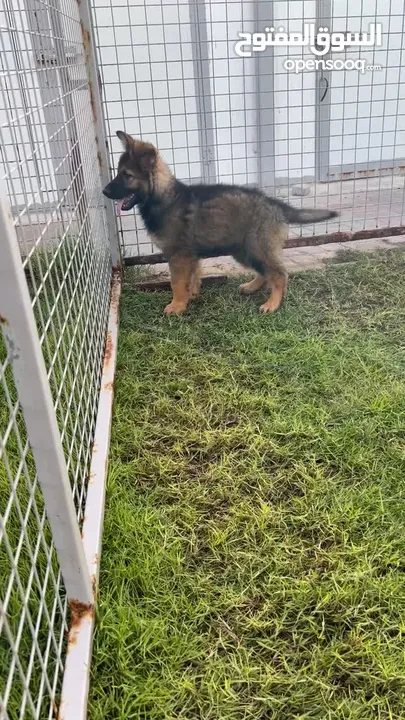 German Shepherd sable/جيرمن شيبرد سيبل